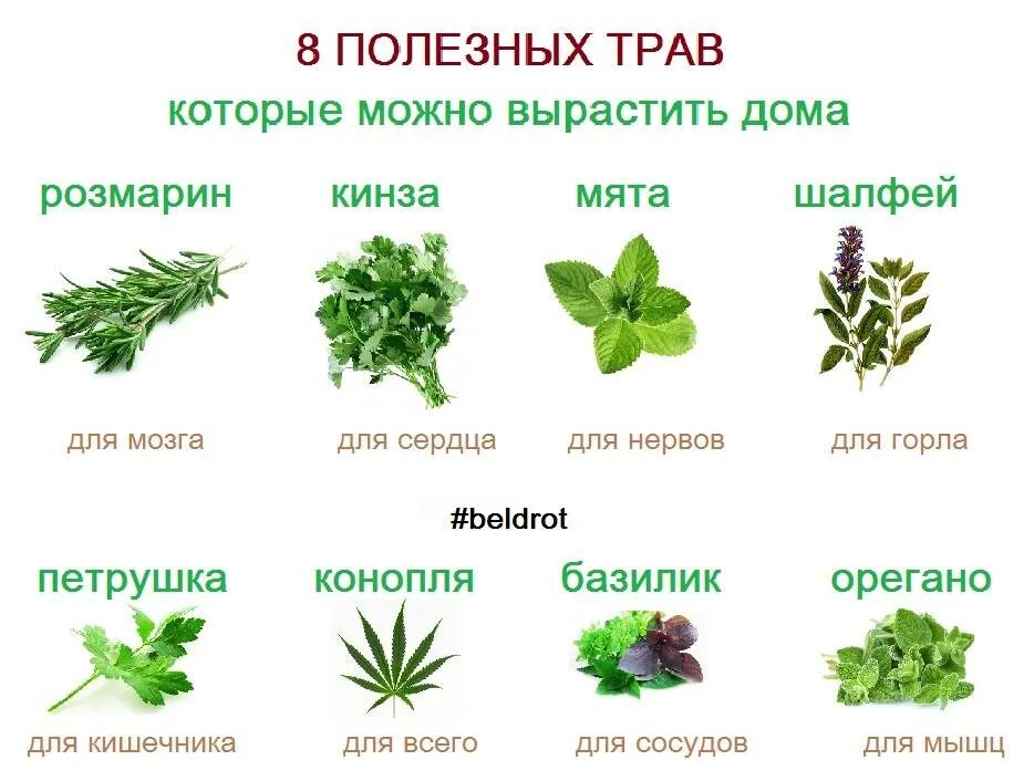 Полезные травы фото и описание Njfds HD phone wallpaper wallpapers.media