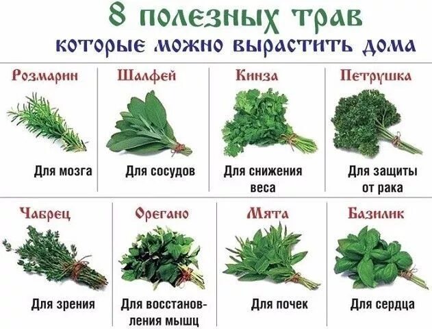 Полезные травы фото свойства интересное из инета Herbs, Plants, Garden