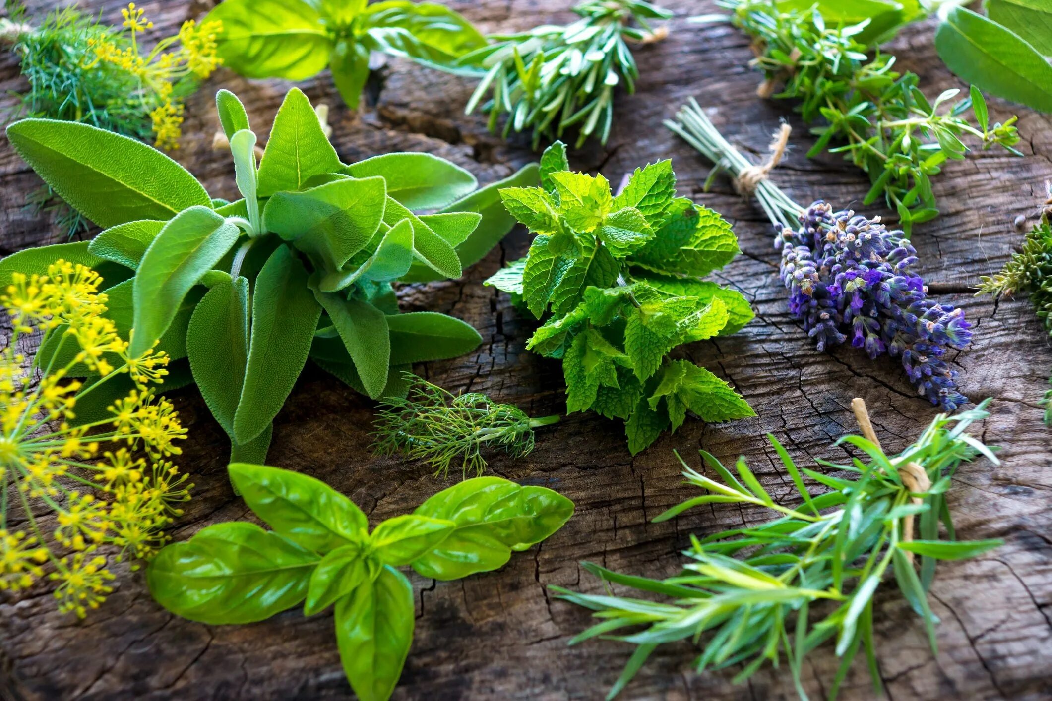 Полезные травы фото свойства 10 Herbs and What To Pair Them With