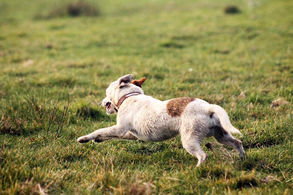 Поли собака фото Running like a lion.. - Album on Imgur