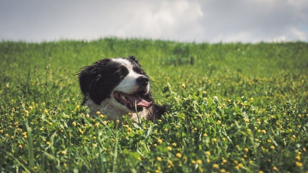 Поли собака фото Border Collie, meadow, play wallpaper