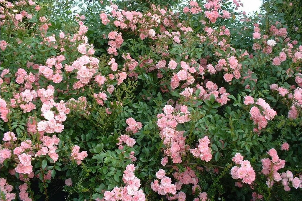 Полиантовые розы фото и описание fairy rose polyantha Rosa 'The Fairy'.Polyantha - Rose 'the fairy', Rosier, Rosi