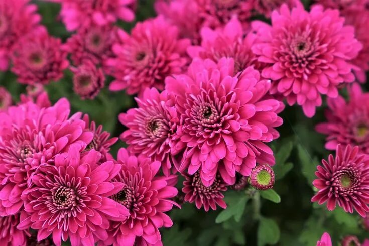 Полина хризантема фото и описание Purple Chrysanthemum Plant Flower - Free photo on Pixabay