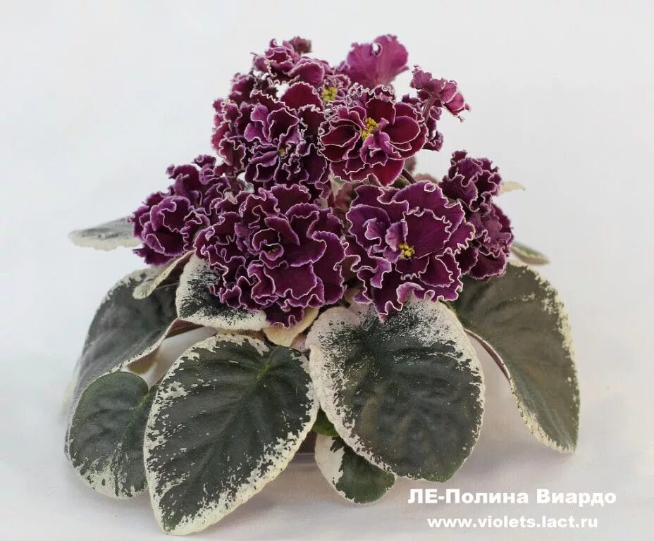 Полина виардо фиалка фото одноклассники Африканская фиалка, Сенполия, Фиалки