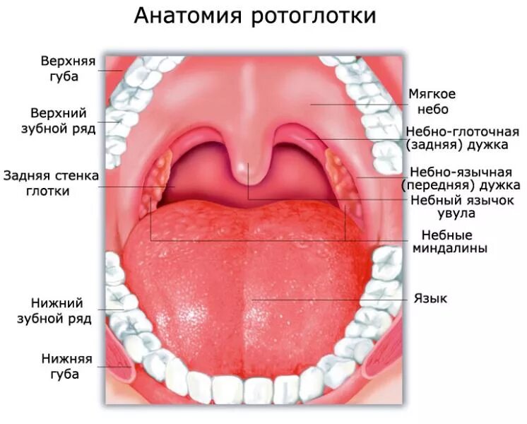 Полип на язычке в горле фото Рак ротоглотки: симптомы, признаки, прогноз, диагностика, лечение