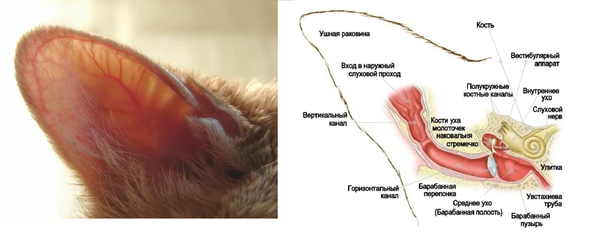 Полип в ухе у кошки фото Анатомия и физиология кошки: основные характеристики - Кожные заболевания у коше