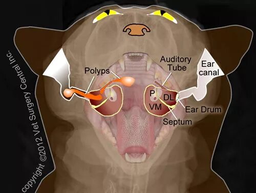 Полип в ухе у кошки фото Feline inflammatory polyps Feline health, Veterinarians medicine, Cat health car