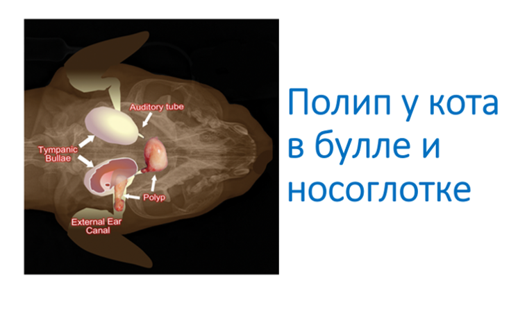 Полип в ухе у кошки фото Полип.mp4 - смотреть видео онлайн от "Сотников Владимир Валерьевич" в хорошем ка