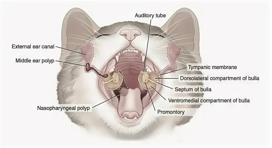 Полип в ухе у кошки фото Назофарингеальные полипы у кошек - симптомы, диагностика, лечение