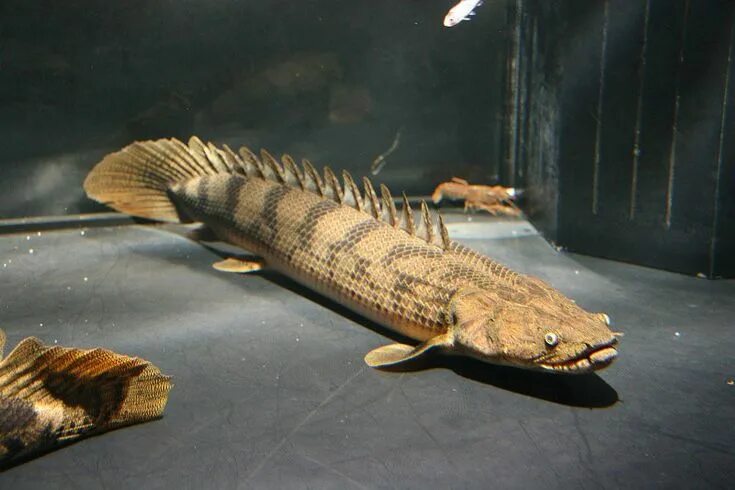 Полиптерус аквариумная рыбка фото Polypterus Congicus photo thread. Fish tank terrarium, Aquarium fish, Fresh wate