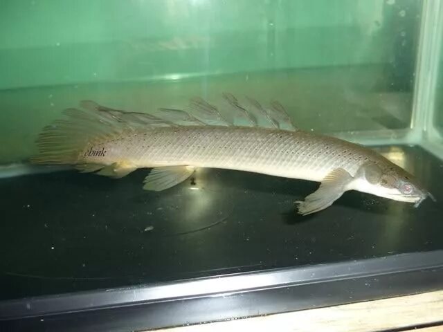 Полиптерус Орнатипинис или Многопер Конголезский (Polypterus ornatipinnis) купит