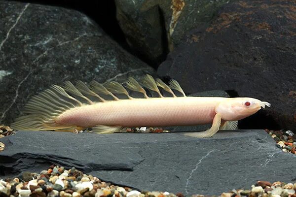 Полиптерус аквариумная рыбка фото Полиптерус сенегальский альбинос (Polypterus senegalus) купить за 429 руб. - ZOO