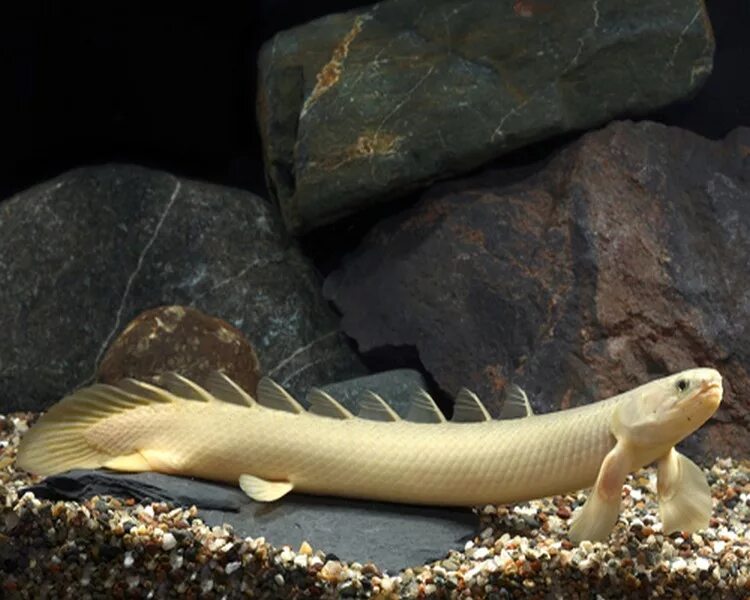 Полиптерус аквариумная рыбка фото Полиптерус Сенегальский (Polypterus senegalus) 5-6 см