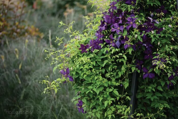 Полиш спирит клематис фото отзывы I love this clematis. This is a vigorous but well behaved climber. It loves sun 