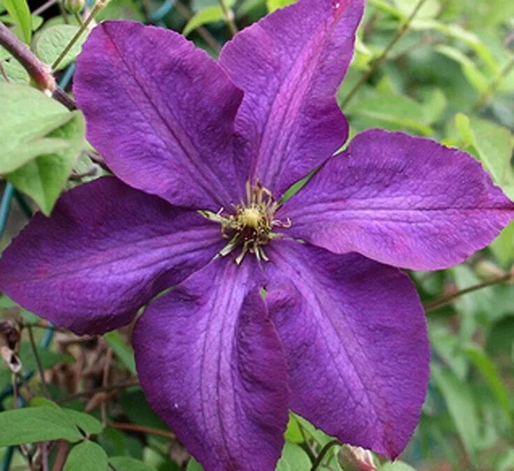 Полиш спирит клематис фото отзывы Polish Spirit Clematis Small deep purple blooms all summer right into fall. Full