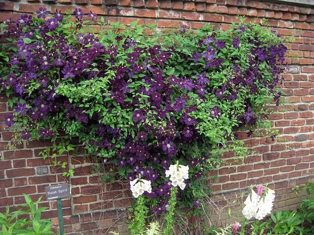 Полиш спирит клематис фото отзывы Клематисы Clematis, European garden, Clematis jackmanii