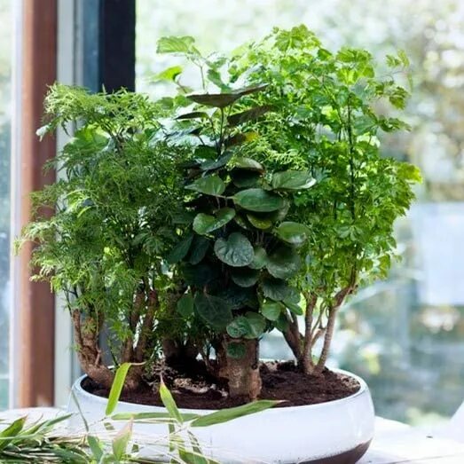 Полисциас фото комнатная Комнатное растение Полисциас (Polyscias) Plants, House plants, Garden