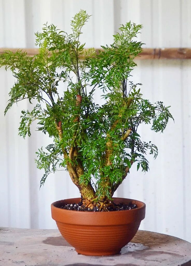 Полисциас уход в домашних условиях фото Ming Aralia (Polyscias fruticosa) Tall indoor plants, Indoor plants, Plant decor