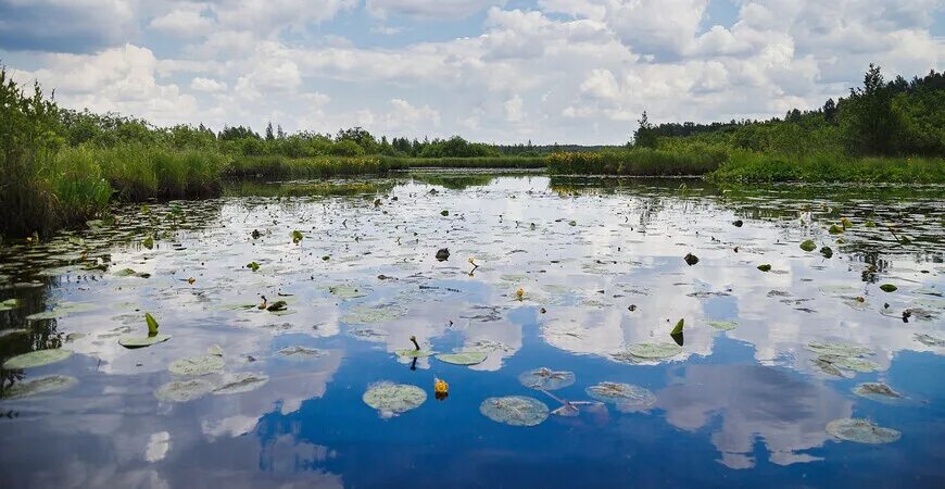 Полистовский заповедник фото Полистовский заповедник, Псковская область - официальный сайт, визит-центр, на к