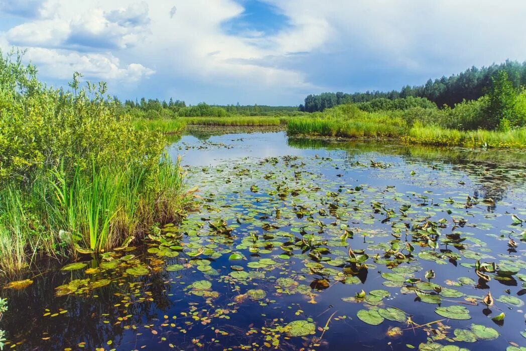 Полистовский заповедник фото Пакуем чемодан: Нескучные выходные в Полистовском заповеднике