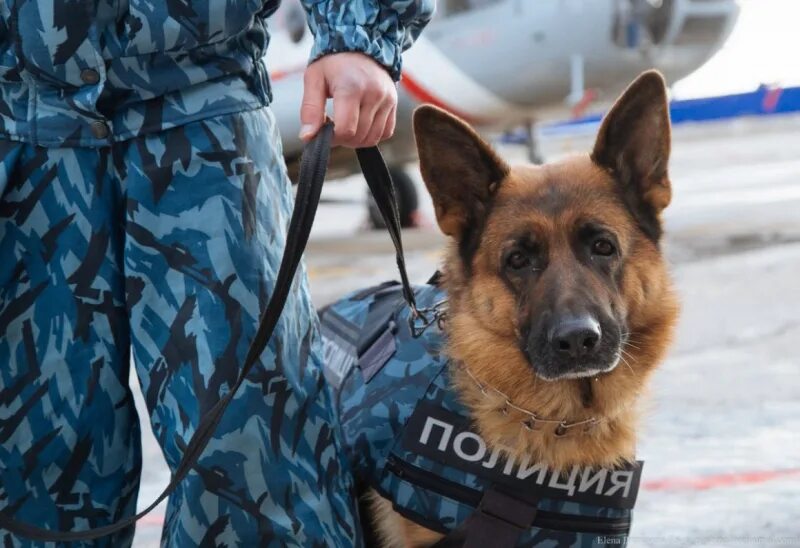 Полицейские овчарки фото Детвора из подшефного лагеря в Центре кинологической службы