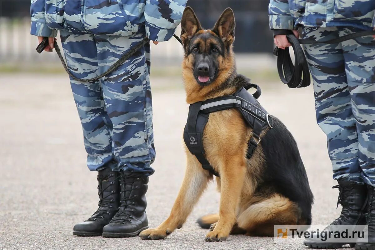 Полицейские овчарки фото ФИЗИОЛОГИЧЕСКИЕ ОСНОВЫ ПОВЕДЕНИЯ И ДРЕССИРОВКИ СОБАК патрульно-постового направл