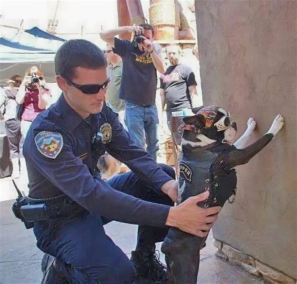 Полиция смешные фото No one is above the law...Not even him Biker dog, Bad dog, Dog pictures