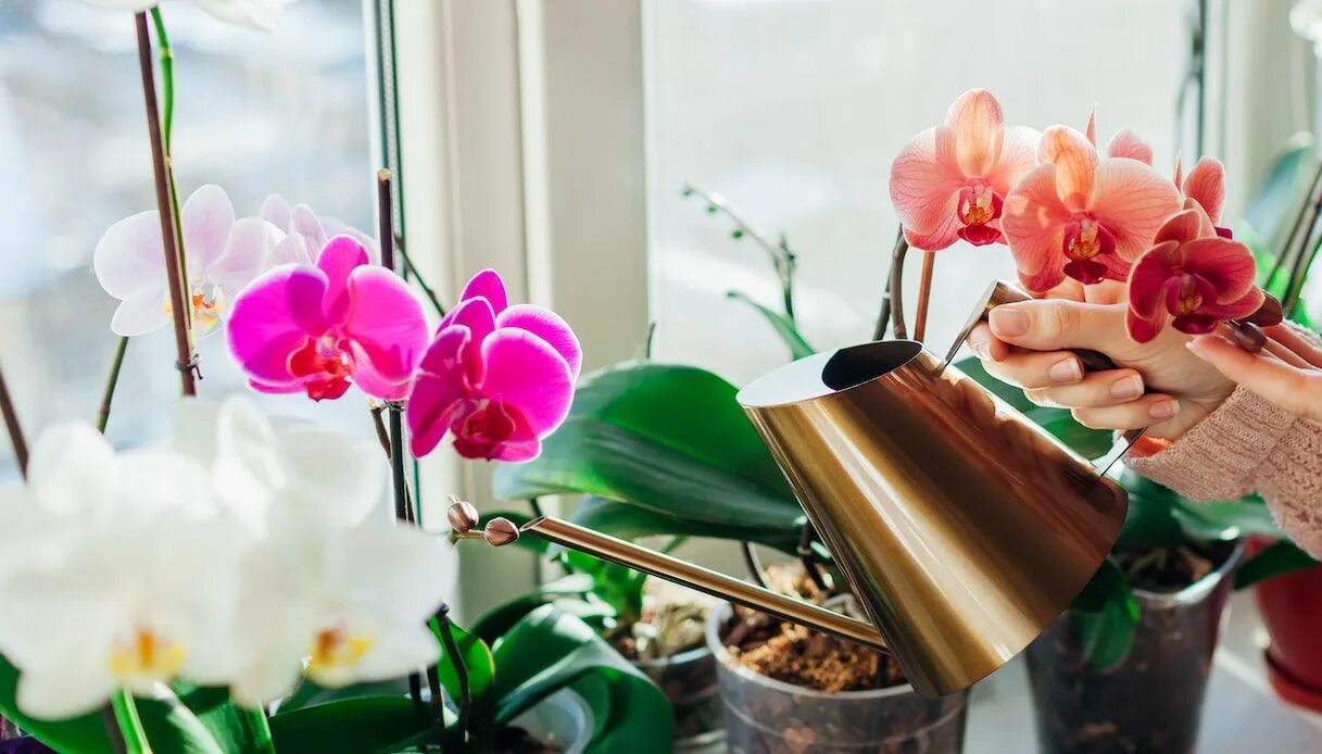 Полив орхидеи фото Come curare le orchidee Orchids in water, Orchid care, Orchids