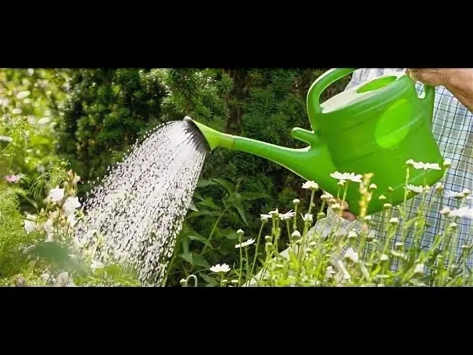 Полив цветов фото AGUA DE ACUARIO PARA LAS PLANTAS!! - YouTube