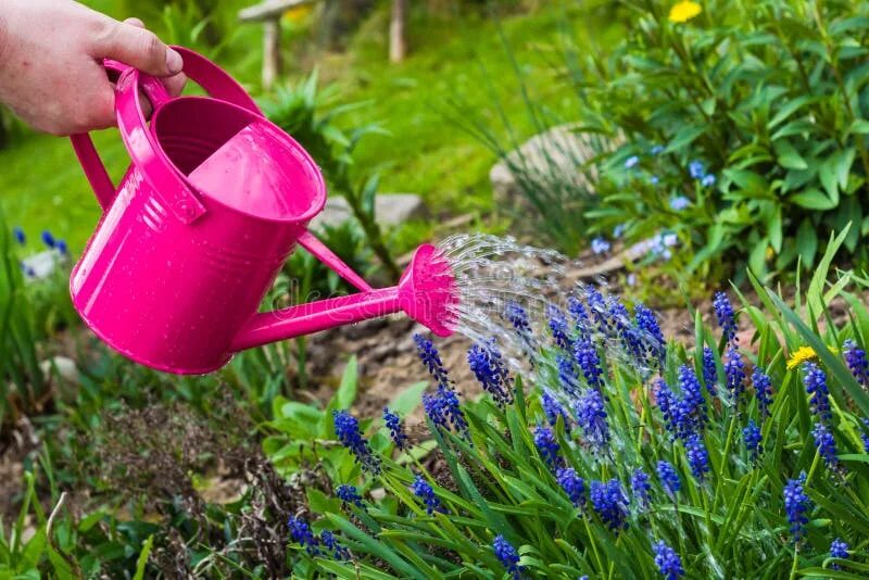 Полив цветов фото Spring Works Garden Watering Plants Watering Can Stock Photo - Image of plants, 