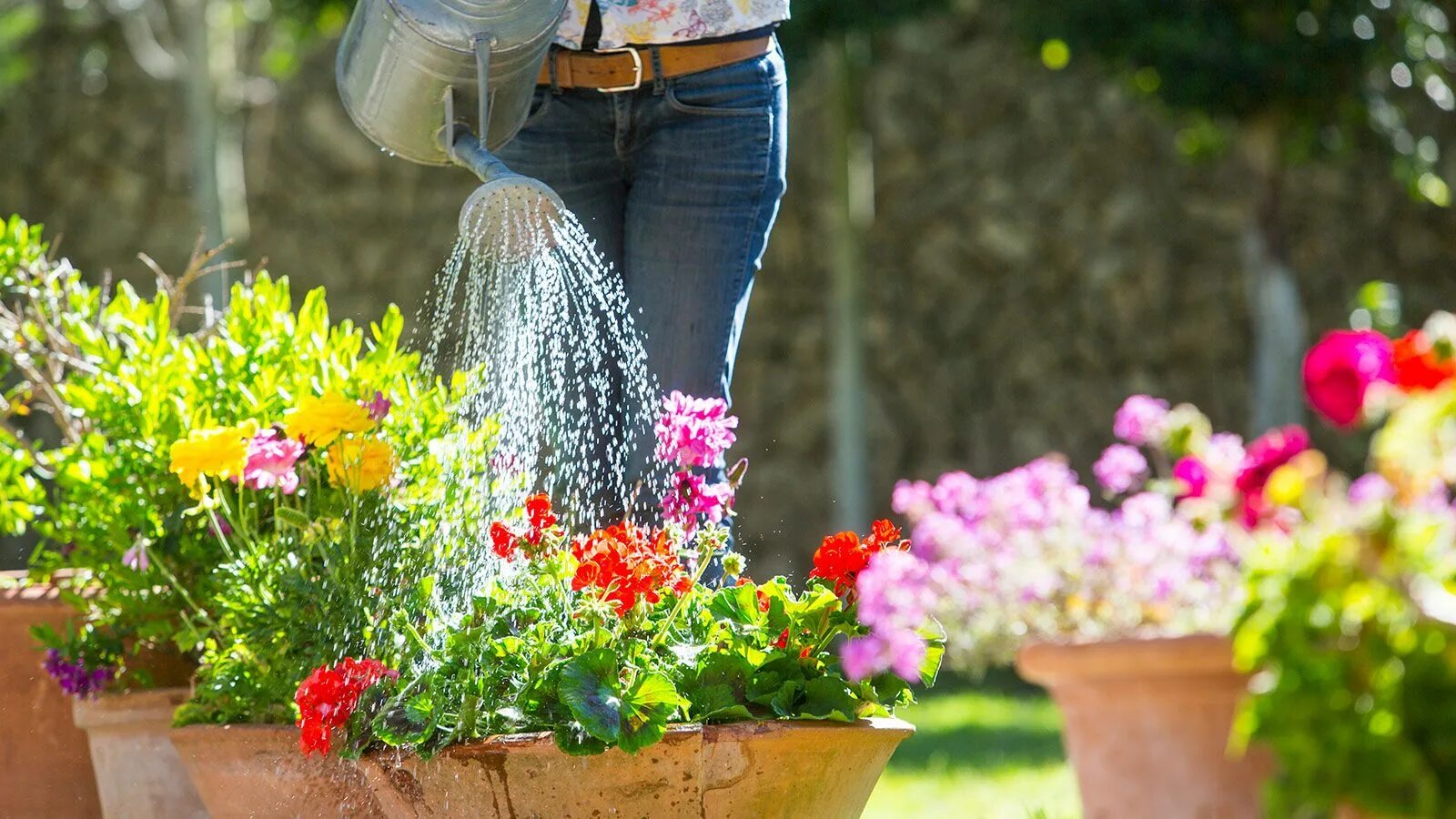 Полив цветов фото Can you water plants with bath water? Pros and cons revealed