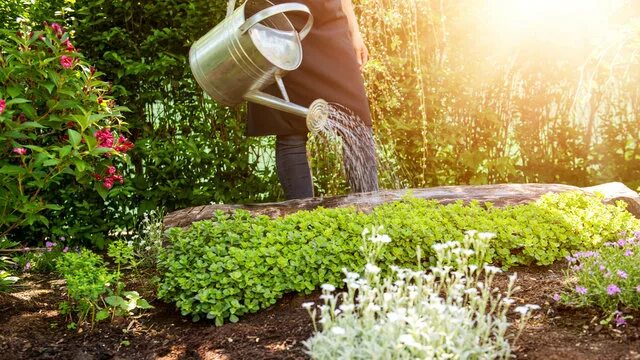 Полив цветов фото Watering Garden Зображення - огляд 28,457,355 Стокові фото, векторні зображення 