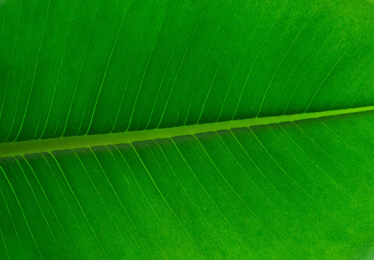 Полностью зеленое фото Картинки LEAF WOOD