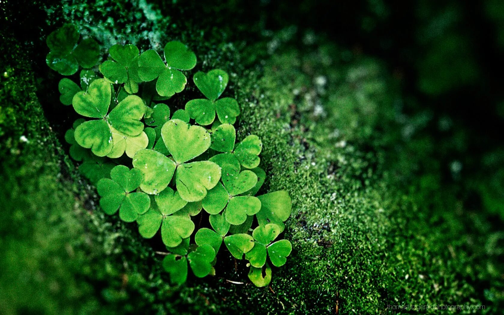 Полностью зеленое фото Shamrocks! This is by photographer Thomas Fitzgerald. Grün, Stimmung