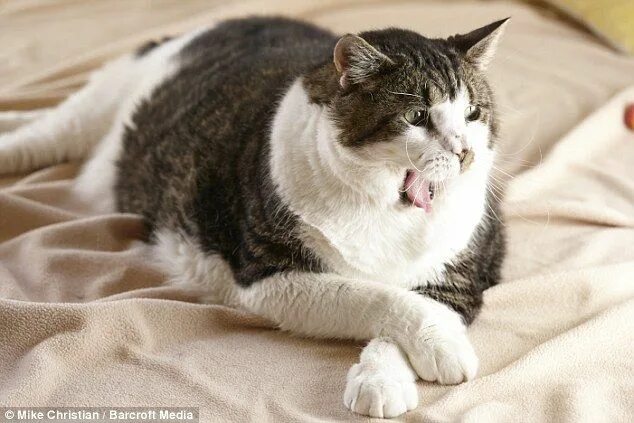 Полные коты фото World's fattest cat Elvis tips the scales at 38.5lbs Fat cats, Animal charities,