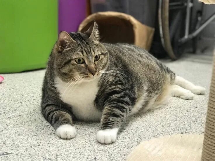 Полные коты фото 28-lb Cat Named Doughnut Looks Like He Ate a Baker's Dozen Before Being Adopted 