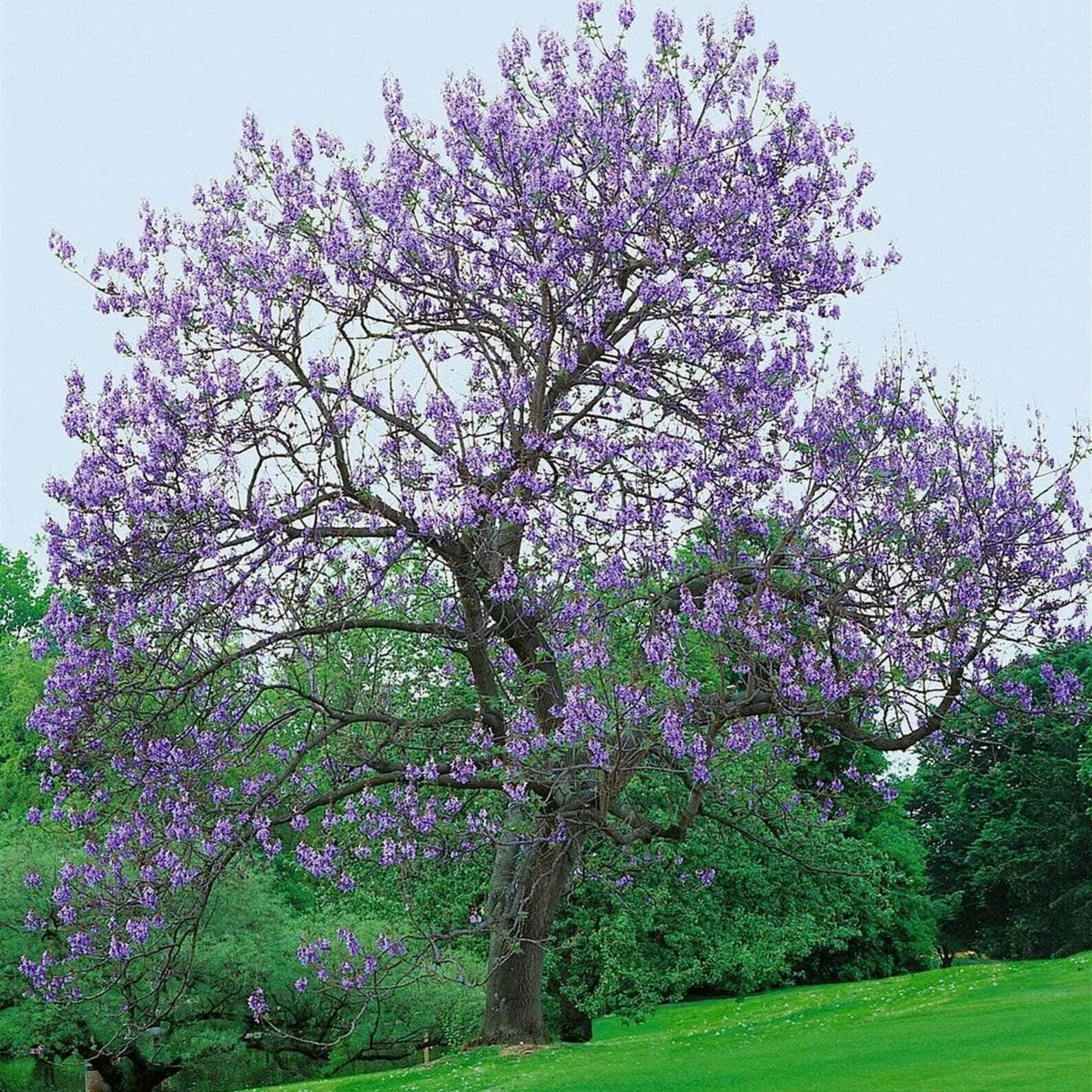 Полония дерево фото Paulownia fortunei Dragon Tree Fortunes Empress Sapphire 500_Seeds eBay