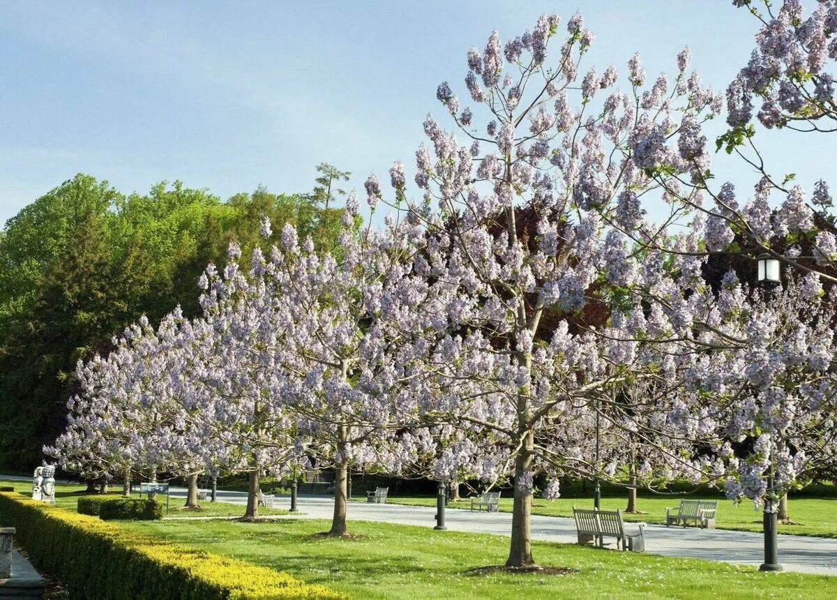 Полония дерево фото Павловния войлочная (Paulownia tomentosa) - Зеленый сад