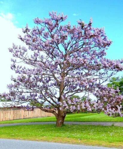 Полония дерево фото Royal Empress Tree Paulownia Elongata flowering tree wood bonsai seed 10 seeds e