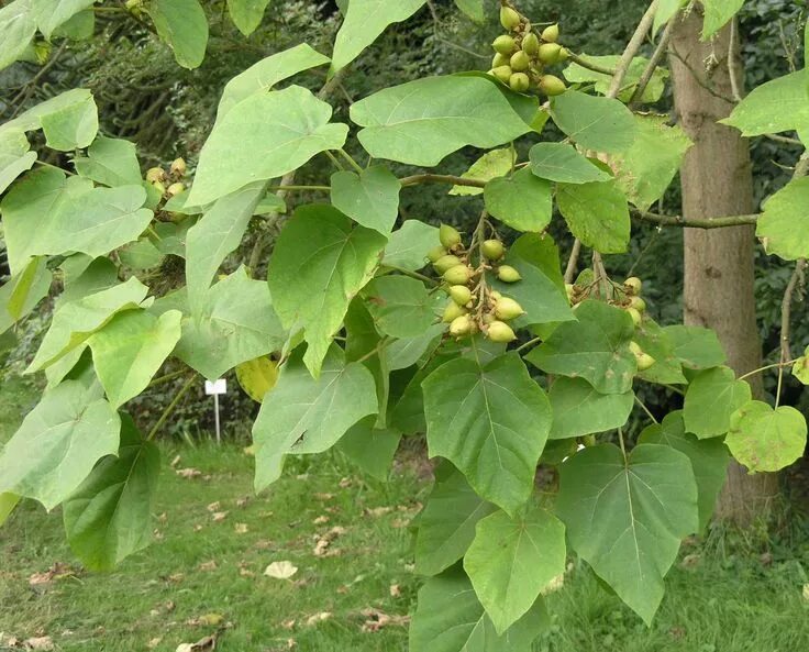 Полония дерево фото Paulownia tomentosa - Empress Tree - Zone 6 Invasive plants, Plants, Plant leave