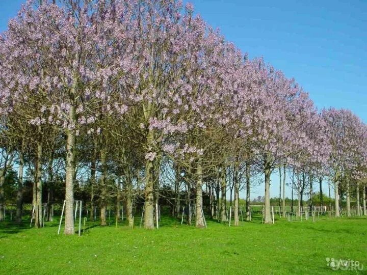 Полония дерево фото Адамово дерево(павловния) - купить в Уфе, цена 150 руб., дата размещения: 22.08.