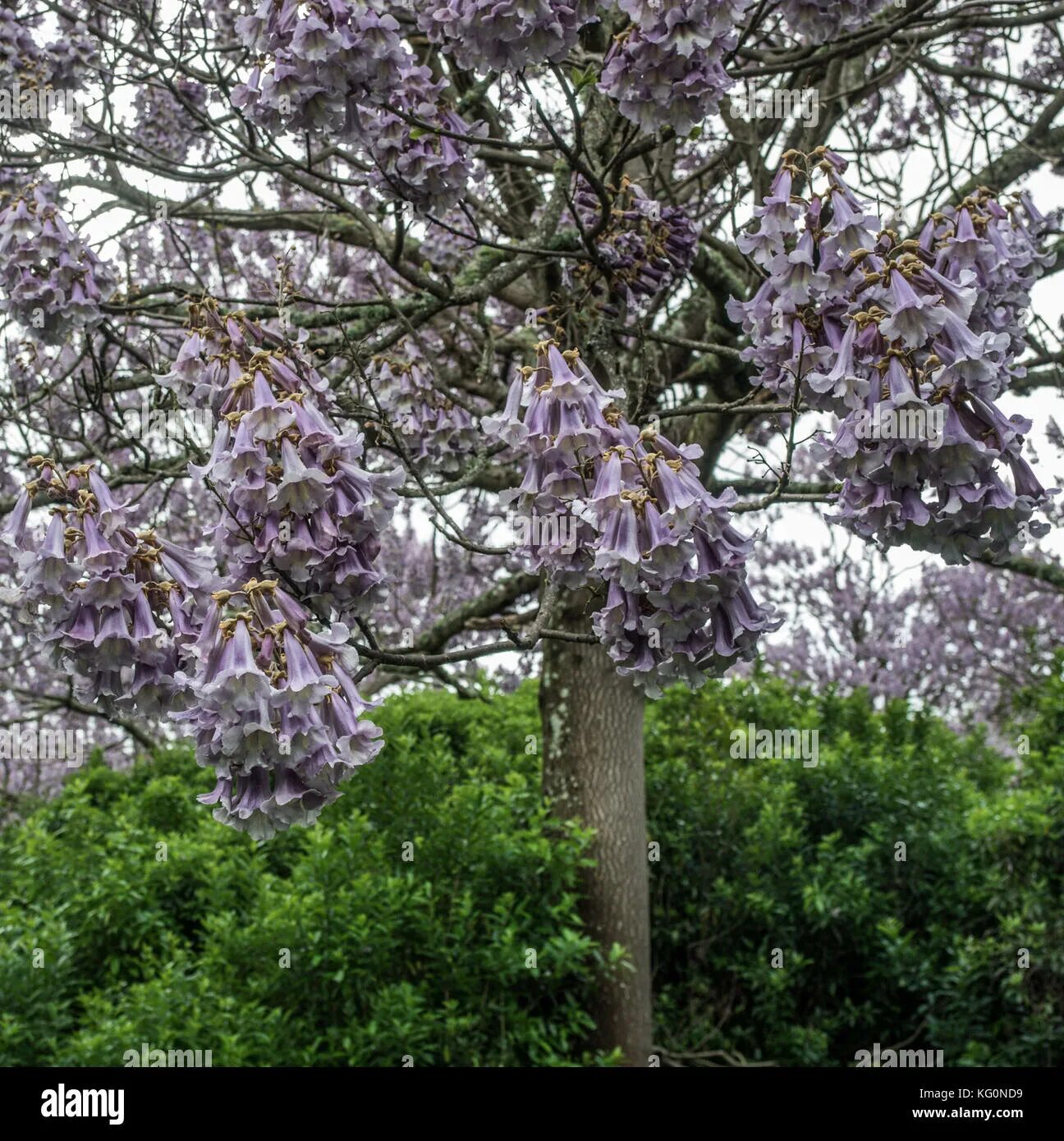 Полония дерево фото Paulownia tomentosa trees in flower, spring blossom Stock Photo - Alamy