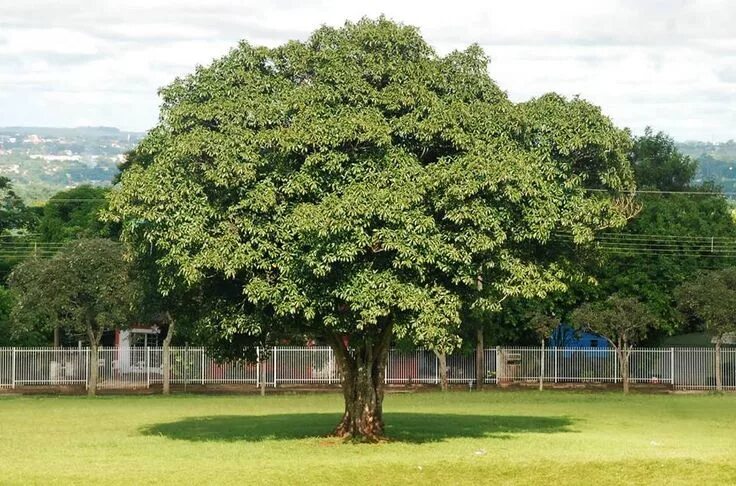 Полония дерево фото Pin em natureza Arvores para sombra, Arvores para jardim, Árvores de sombra