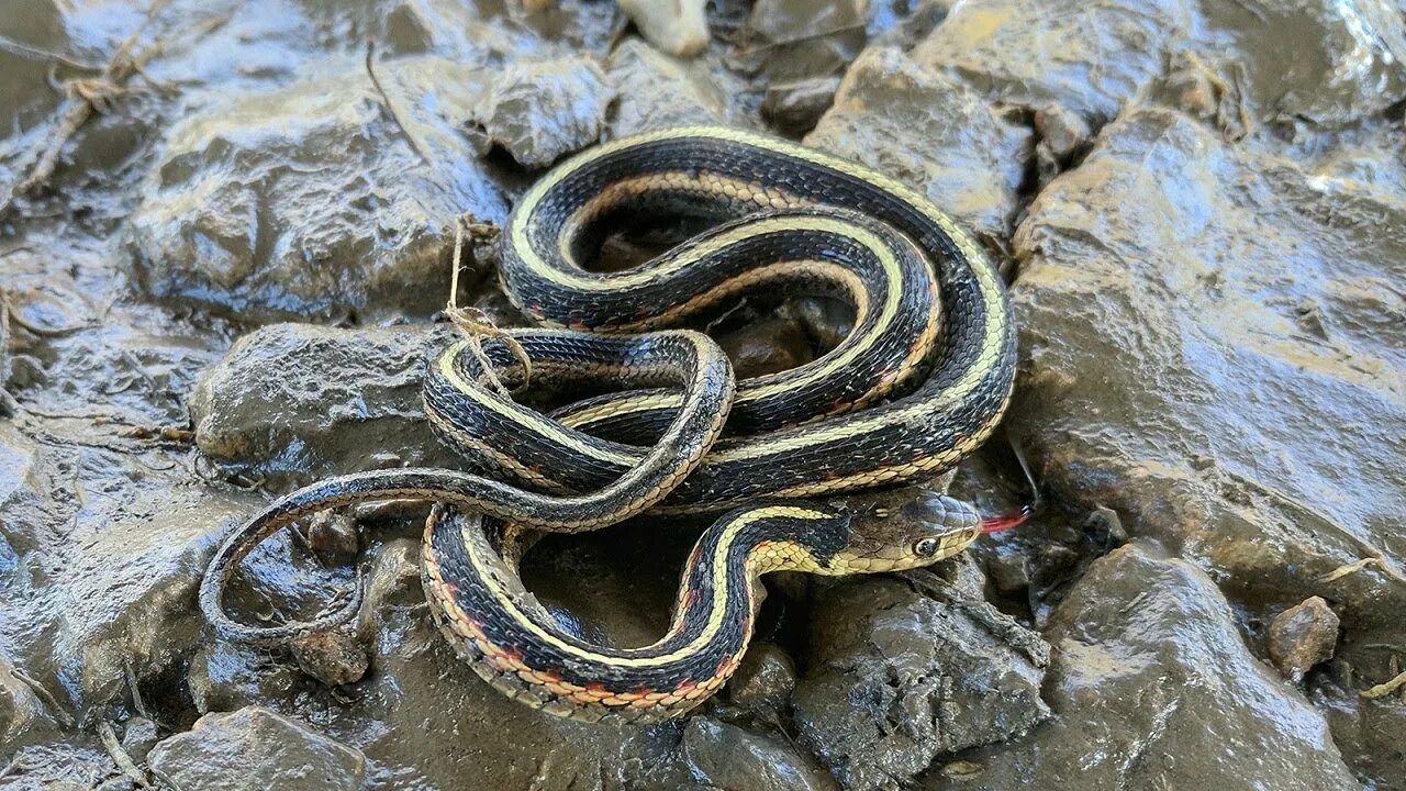 Полос змей фото how to get rid of garter snakes around your house - YouTube