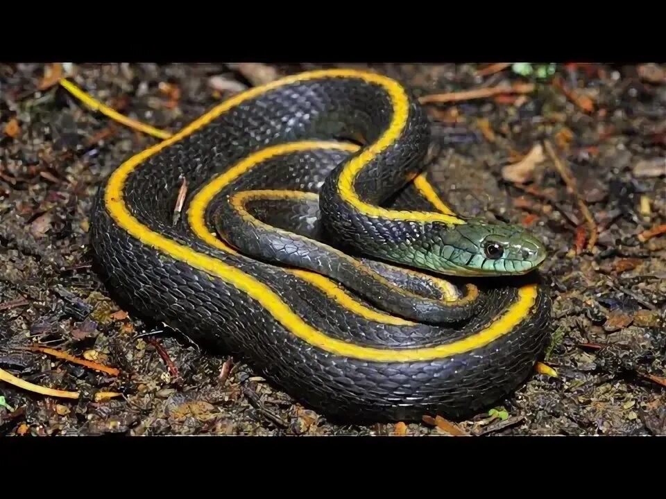 Полос змей фото USA. Подвязочная змея.Pituophis melanoleucus. Gopher snake. - YouTube