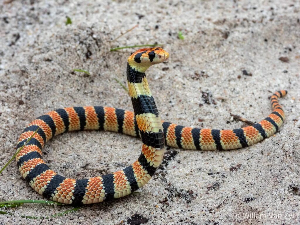 Полос змей фото Coral Shield Cobra (Aspidelaps lubricus) from Durbanville, South Africa. Venomou