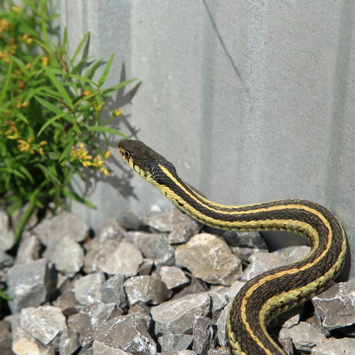 Полос змей фото How to Keep Snakes Away from Your Yard and House Keep snakes away, Snake repella