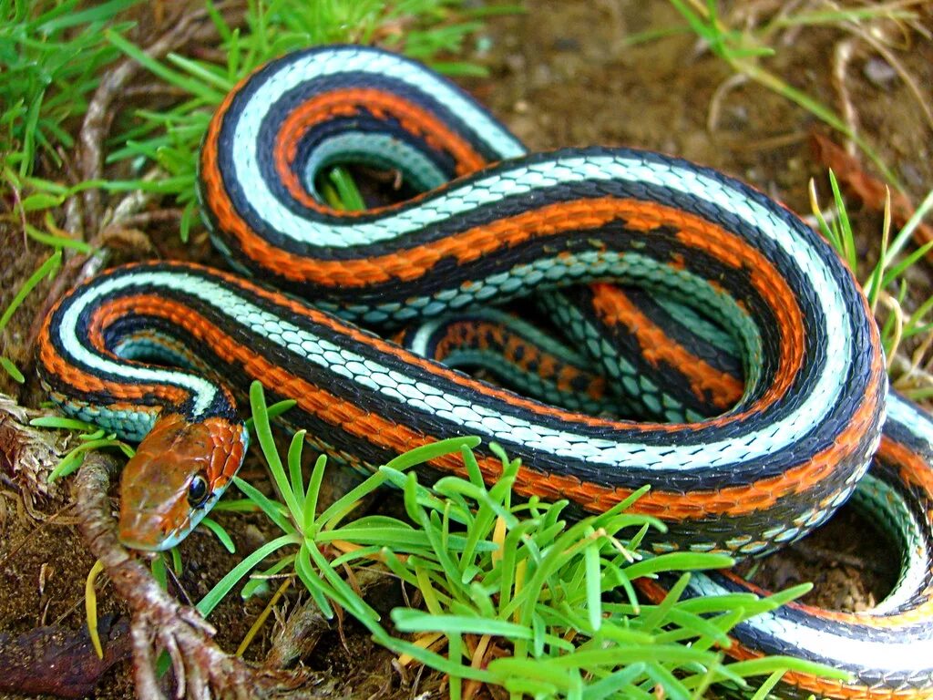 Полос змей фото San Francisco Garter Snake Thamnophis sirtalis tetrataenia. Flickr