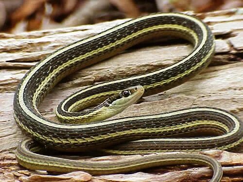 Полос змей фото Thamnophis saurita saurita - Wikipedia