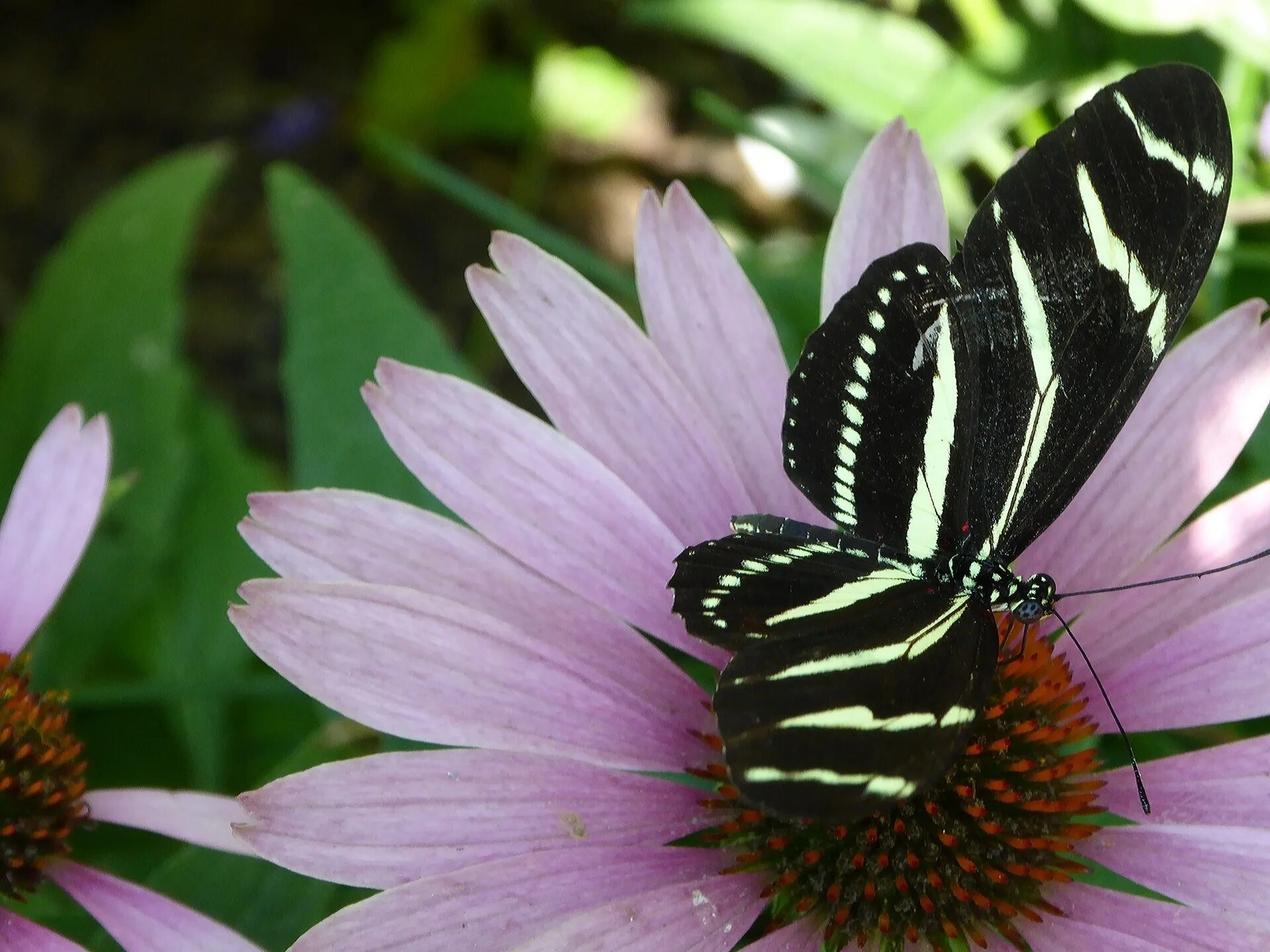 Полосатая бабочка черно белая название фото Butterfly,butterflies,zebra,black white,striped - free image from needpix.com